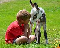 mini-donkey-filly
