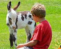 dark-donkey