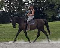 all-thoroughbred-horse
