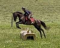 available-thoroughbred-horse