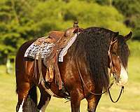 athletic-clydesdale-horse