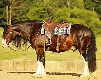 all-around-clydesdale-horse