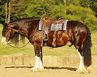 bay-4-white-socks-blaze-horse