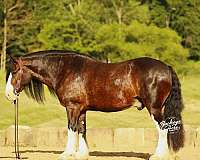 cross-clydesdale-horse