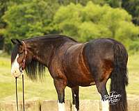 driving-clydesdale-horse