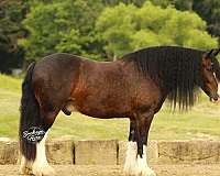 flashy-clydesdale-horse