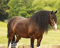 ridden-english-clydesdale-horse