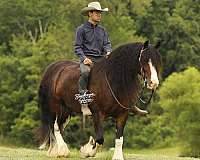 ridden-western-clydesdale-horse