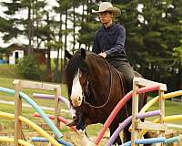 trail-clydesdale-horse