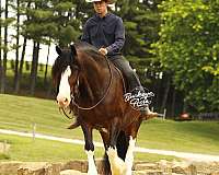 trail-riding-clydesdale-horse