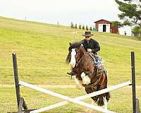 trained-clydesdale-horse