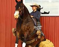 bay-clydesdale-gelding