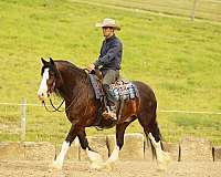 western-riding-clydesdale-horse