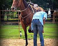 farm-horse