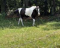 gaited-kentucky-mountain-paint-horse