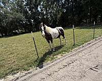 black-white-kentucky-mountain-paint-gelding-mare