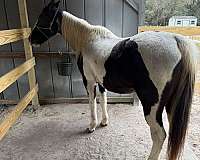 black-white-kentucky-mountain-paint-horses-for-sale