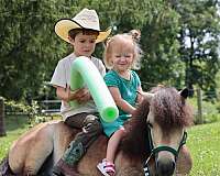 attitude-miniature-pony