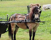 broke-to-ride-drive-miniature-pony