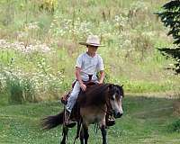 buckskin-gelding-miniature-pony