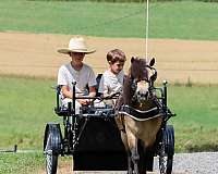 canter-miniature-pony