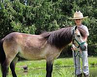 down-miniature-pony