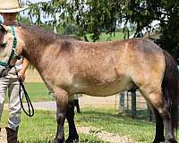 good-miniature-pony