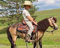 lay-down-miniature-pony