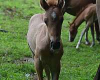 red-dun-wpcsa-filly