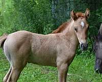 red-dun-welsh-pony-filly