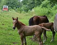 red-dun-wpcsa-horse