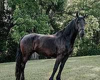 blue-roan-roan-companion-stallion-horse