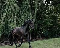 black-percheron-mare