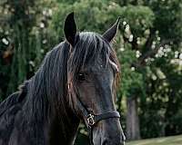 16-hand-black-horse