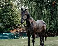 16-hand-percheron-mare