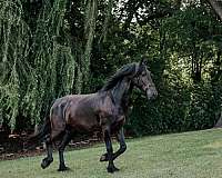 16-hand-percheron-horse