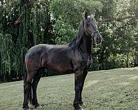 black-percheron-for-sale