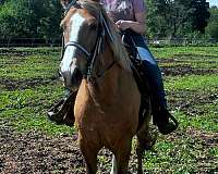 draft-gelding