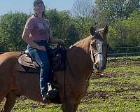 draft-horse-for-sale
