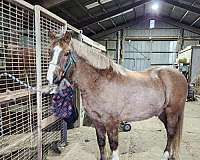 draft-horse