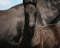 black-gelding-westphalian-horse