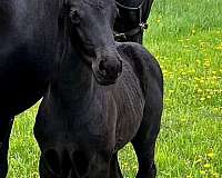 2-year-old-westphalian-horse