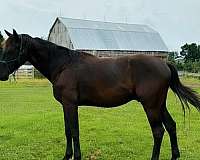 sport-horse-prospect-westphalian