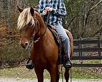 silb-rocky-mountain-gelding