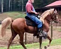 silb-gaited-horse