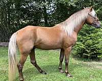 silb-natural-horsemanship-training-horse