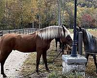 silb-rmha-gelding