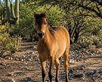 none-horse