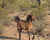 bay-none-horse