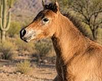 amha-miniature-horse